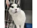 Adopt Rocket a Domestic Short Hair