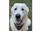 Adopt Lilith a Great Pyrenees, Mixed Breed