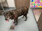 Adopt DAZZLE a Labrador Retriever, Mixed Breed