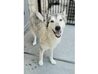 Adopt BUBBLES a Husky