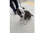 Adopt A049835 a Pit Bull Terrier, Mixed Breed