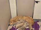 Adopt FIREFLY a Labrador Retriever, Mixed Breed