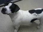 Adopt FRECKLES a Pit Bull Terrier, Mixed Breed