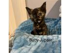 Adopt Baby Jupiter a Domestic Short Hair