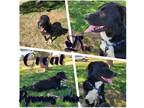 Adopt Doc a Black - with White Great Pyrenees / Husky / Mixed dog in Ashdown