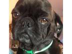 Adopt Puca a Pug