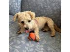 Adopt Kiara a Schnauzer, Poodle