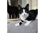 Adopt Spice a American Bobtail, Domestic Short Hair