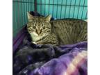 Adopt Gizmo a Domestic Short Hair