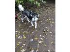 Adopt Micco a Black - with White Siberian Husky / Mixed dog in Tulsa