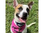 Adopt Koa a Pit Bull Terrier