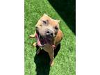 Adopt Missouri a Pit Bull Terrier