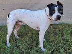 Adopt Emery a American Staffordshire Terrier / Labrador Retriever / Mixed dog in