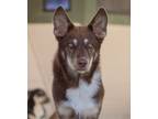 Adopt Charlie a Australian Shepherd, Mixed Breed