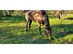 Flashy 2018 Blue Roan Gelding "Cowboy" registered Quarter Horse!