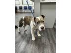 Adopt Sycamore a Pit Bull Terrier, Mixed Breed