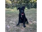 Adopt BabyRuth a Black Labrador Retriever