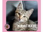 Adopt Kracken a Domestic Short Hair