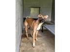 Adopt Sugar Smacks a Mixed Breed