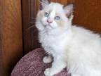 TICA Male Bicolor Ragdoll Kitten