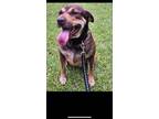 Adopt Delilah a Black and Tan Coonhound, Labrador Retriever