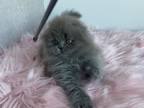 Scottish Fold Female2