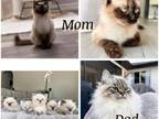 3 Kittens