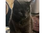 Adopt Poppy a Russian Blue