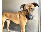 Adopt MONTY a Mastiff, Mixed Breed