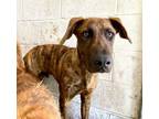 Adopt WILLIE NELSON a Doberman Pinscher