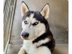 Adopt SHAW a Siberian Husky