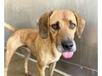 Adopt STEVIE a Beagle