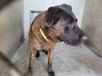 Adopt JACK a Mastiff, Mixed Breed