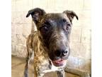 Adopt VHAGAR a Pit Bull Terrier, Mixed Breed