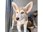 Adopt SHANE a Siberian Husky