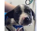 Adopt RESCUE OR FOSTER NEEDED a Australian Cattle Dog / Blue Heeler