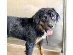 Adopt OTIS a Rottweiler, Mixed Breed