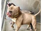 Adopt KAZ a Pit Bull Terrier