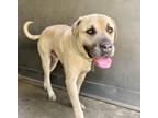 Adopt QUINCY a Neapolitan Mastiff
