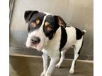 Adopt MARVIN a Pit Bull Terrier