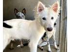 Adopt SAMMY a German Shepherd Dog, Mixed Breed