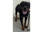 Adopt RESCUE PARTNER ONLY: DONOVAN a Rottweiler