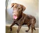 Adopt QUINN a Labrador Retriever
