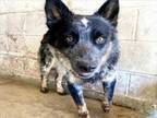 Adopt RAJ a Australian Cattle Dog / Blue Heeler