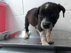 Adopt RESCUE OR FOSTER NEEDED a Australian Cattle Dog / Blue Heeler