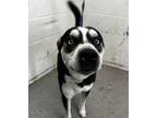 Adopt CARTIER a Siberian Husky