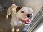 Adopt QUINTON a Pit Bull Terrier