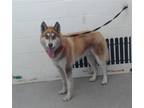Adopt VISERYS a Siberian Husky