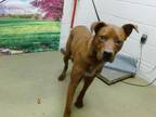 Adopt GRIZZLY a Labrador Retriever