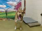 Adopt A535784 a Siberian Husky